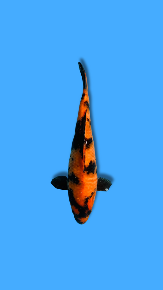 Hi Utsuri
